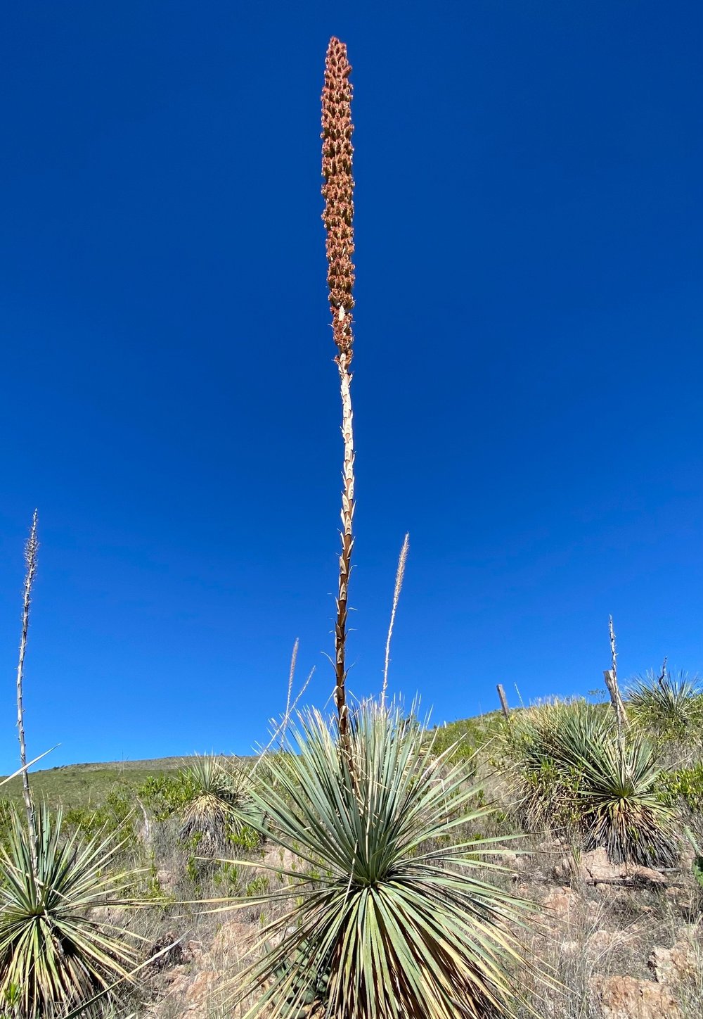 Flowering sotol in the Mexican desert