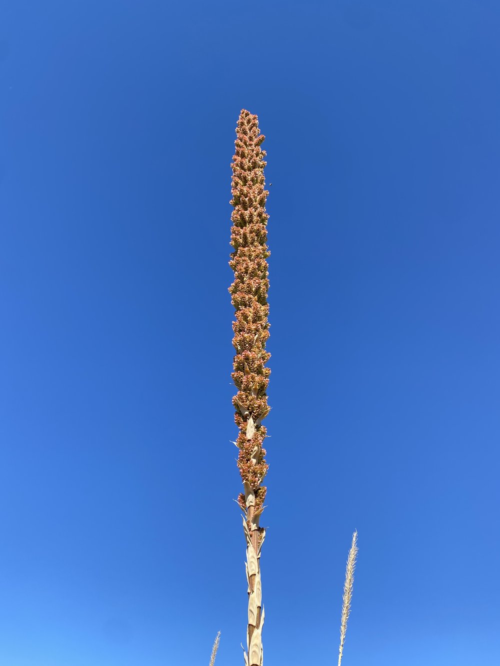 Bushy sotol flower