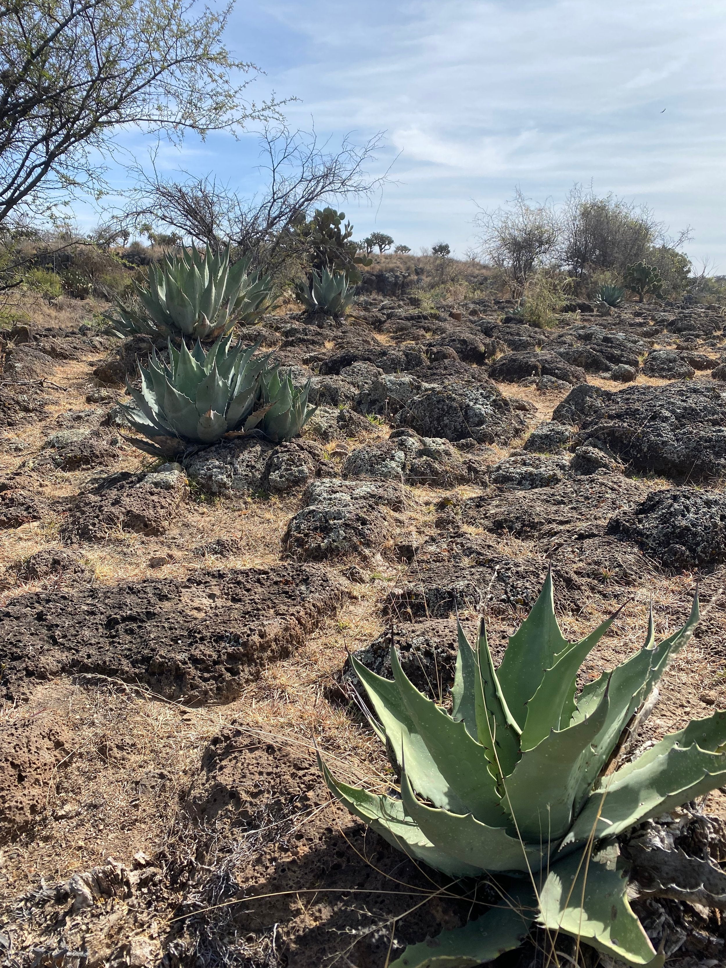 Agave growing in the Mexican desert ready to make mezcal