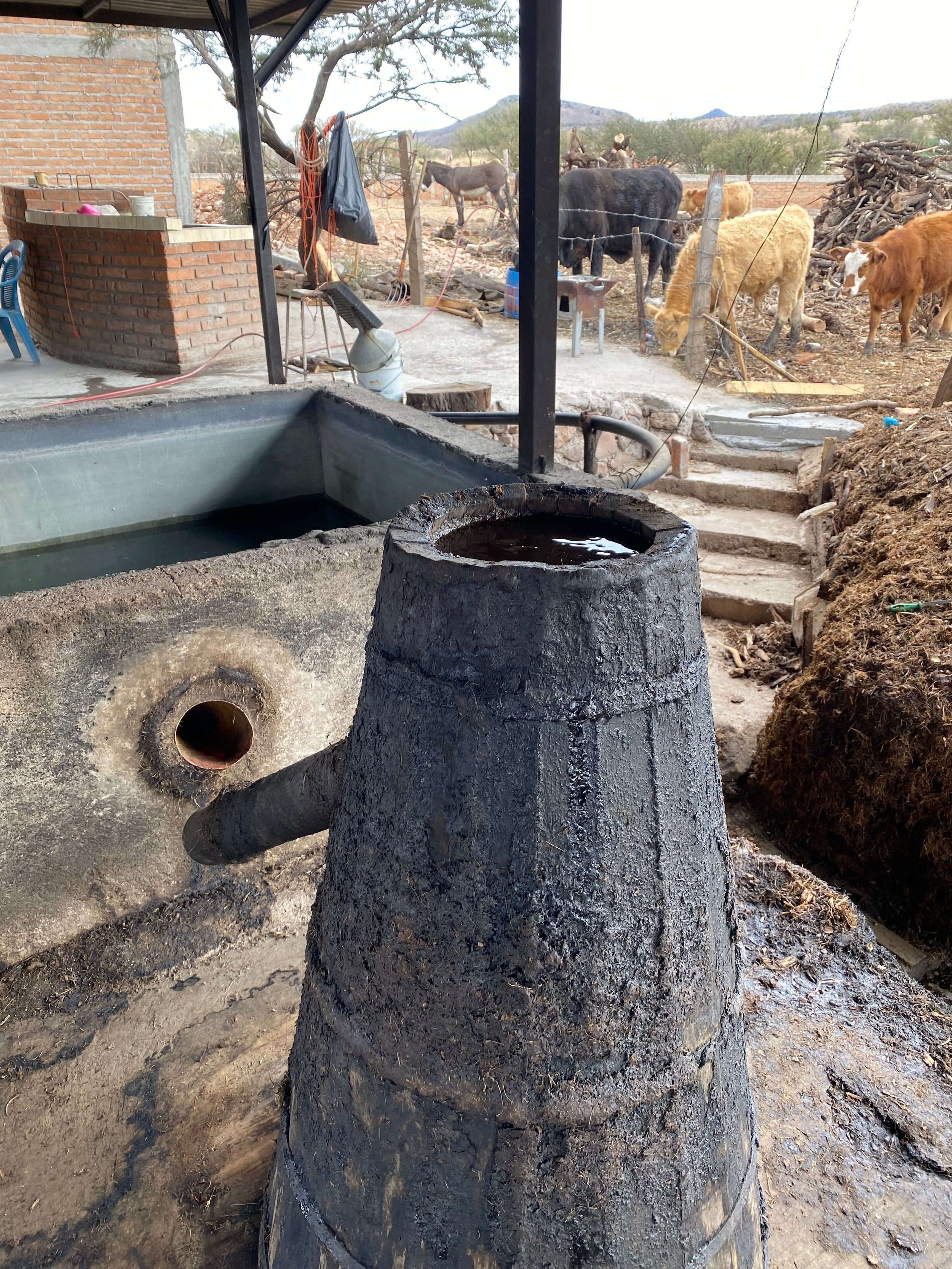 wooden condensing chambers used to make mezcal on a farm with cows in the background