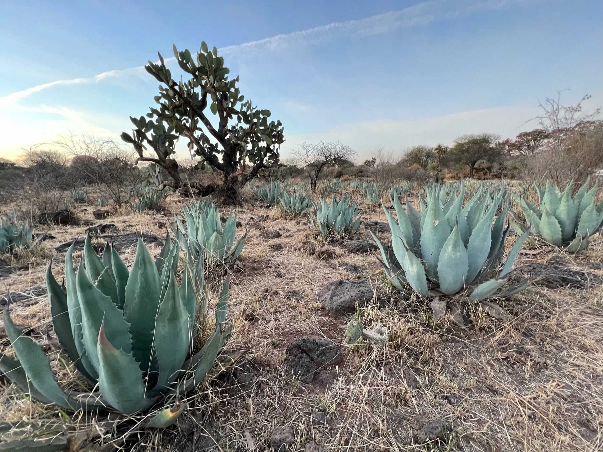 Desert landscape with agave plants and a cactus under a clear blue sky.