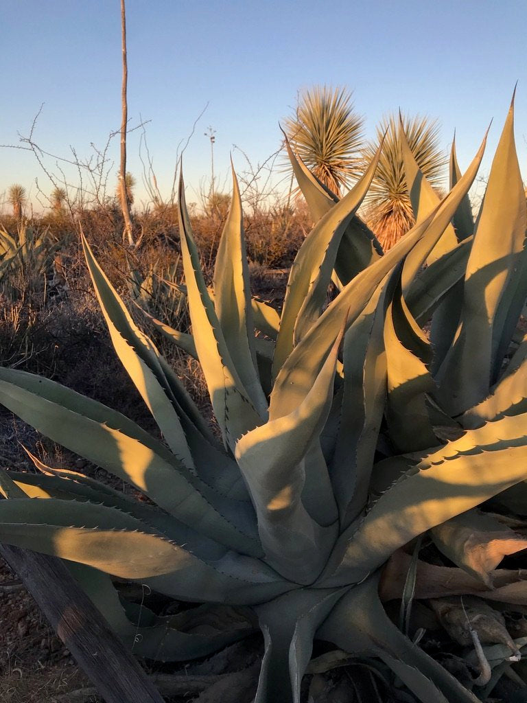 Agave growing at sunset in Mexico