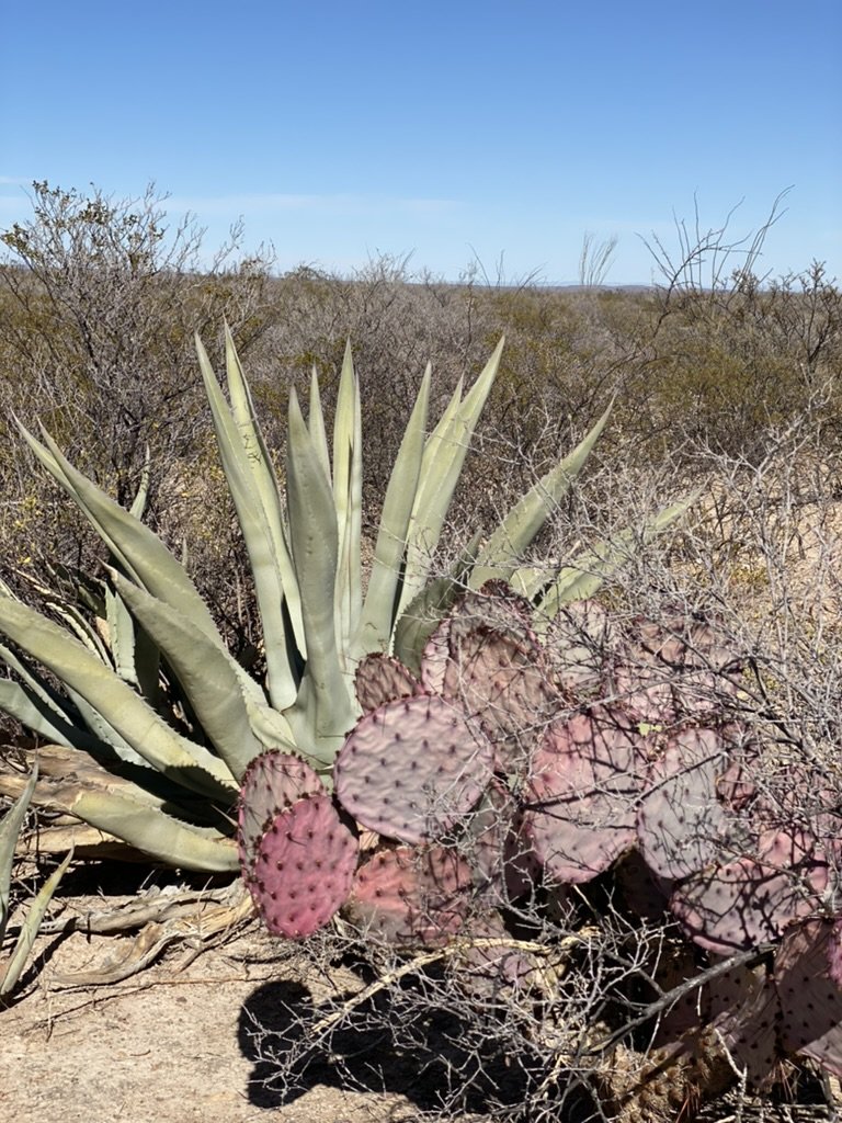 Agave and other plants growing in the Mexican desert