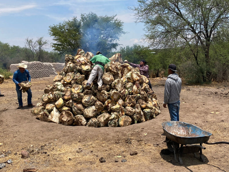 a group of men building an outside oven for cooking pinas for mezcal production