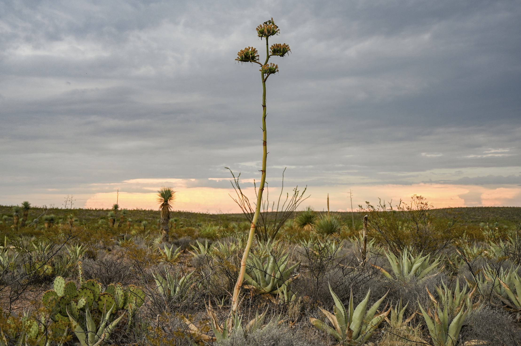 New plant life in the desert of Mexico surrounded by agave ready to be cut down to make fresh mezcal