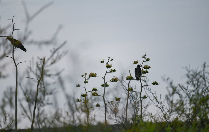 a bird on a branch in a field in Mexico
