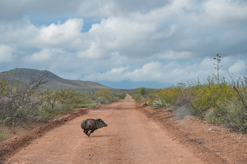 A wild pig running across the road in the Mexican desert surrounded by agave plants for mezcal production