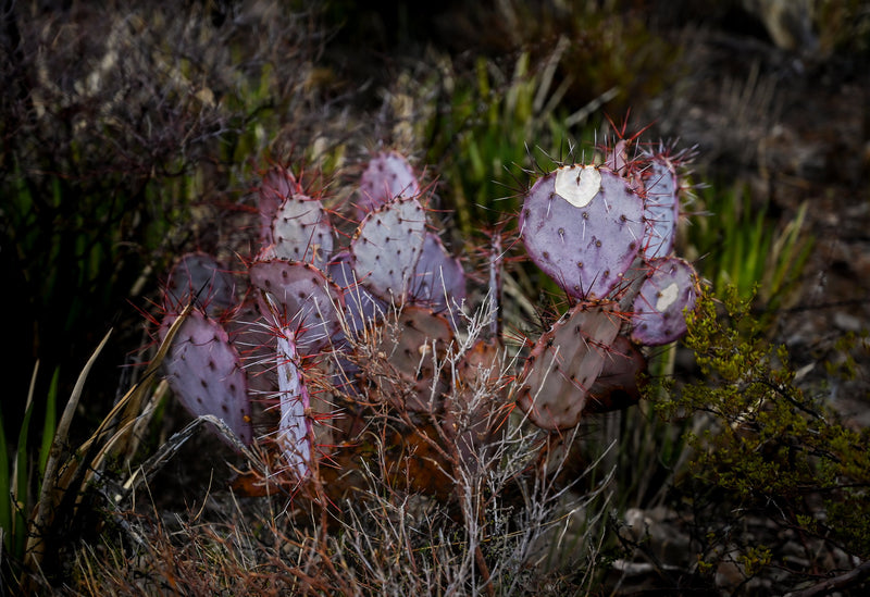 Purple nopales in mexico