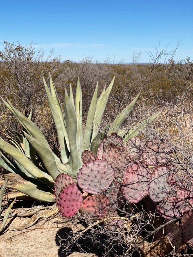endemic plants and wildlife that live in and around the ranch that makes mezcal in Mexico