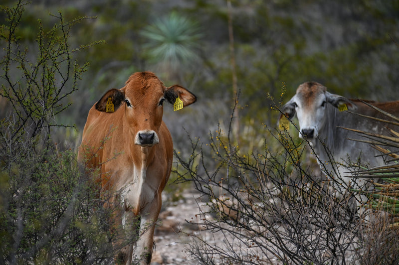 cows in a field in Mexico 