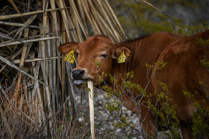a cow eating a piece of dried and harvested agave