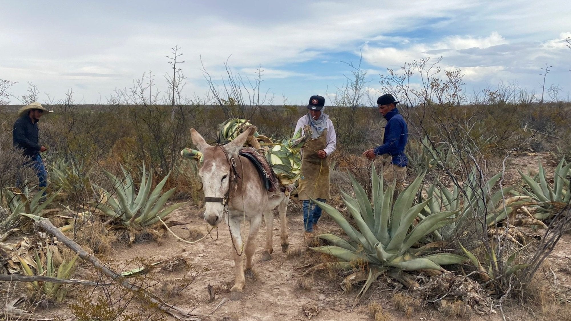 a donkey carrying the pina's from the agave plants ready to be harvested fo rmezcal