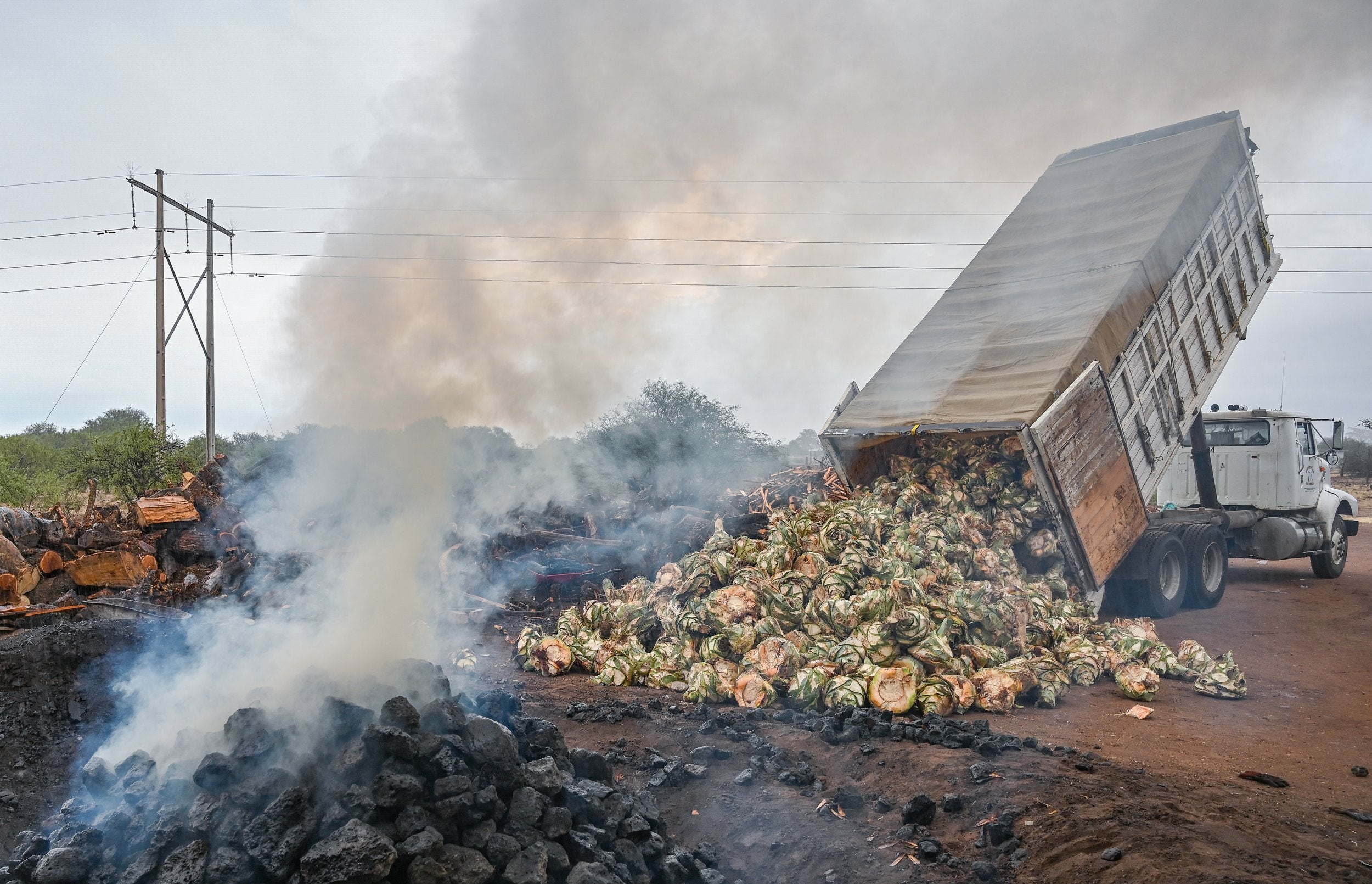 Agave pina's being delivered from a truck from beng cut to be cut and cooked for mezcal