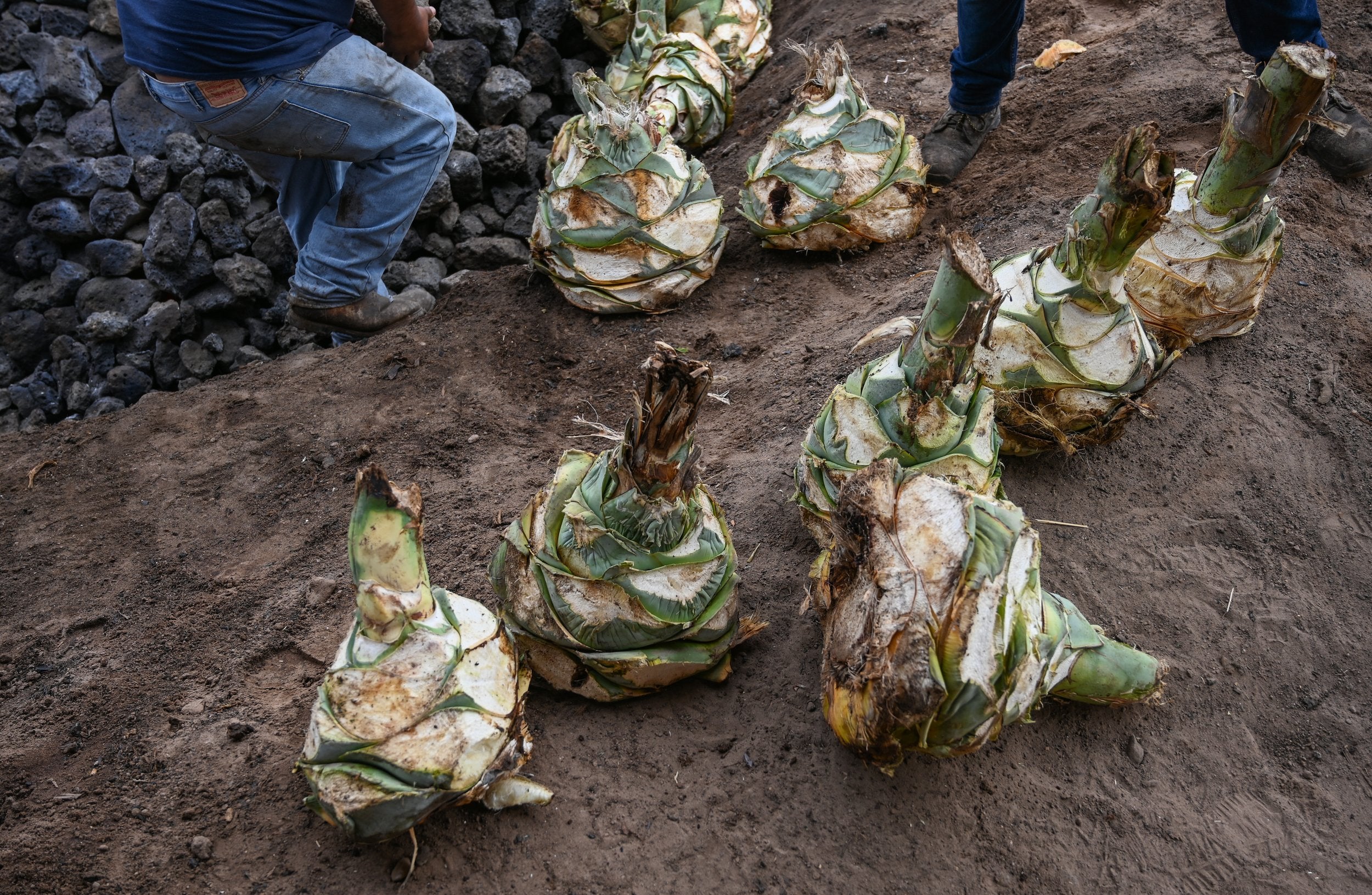Pinas cut and ready for the mezcal process
