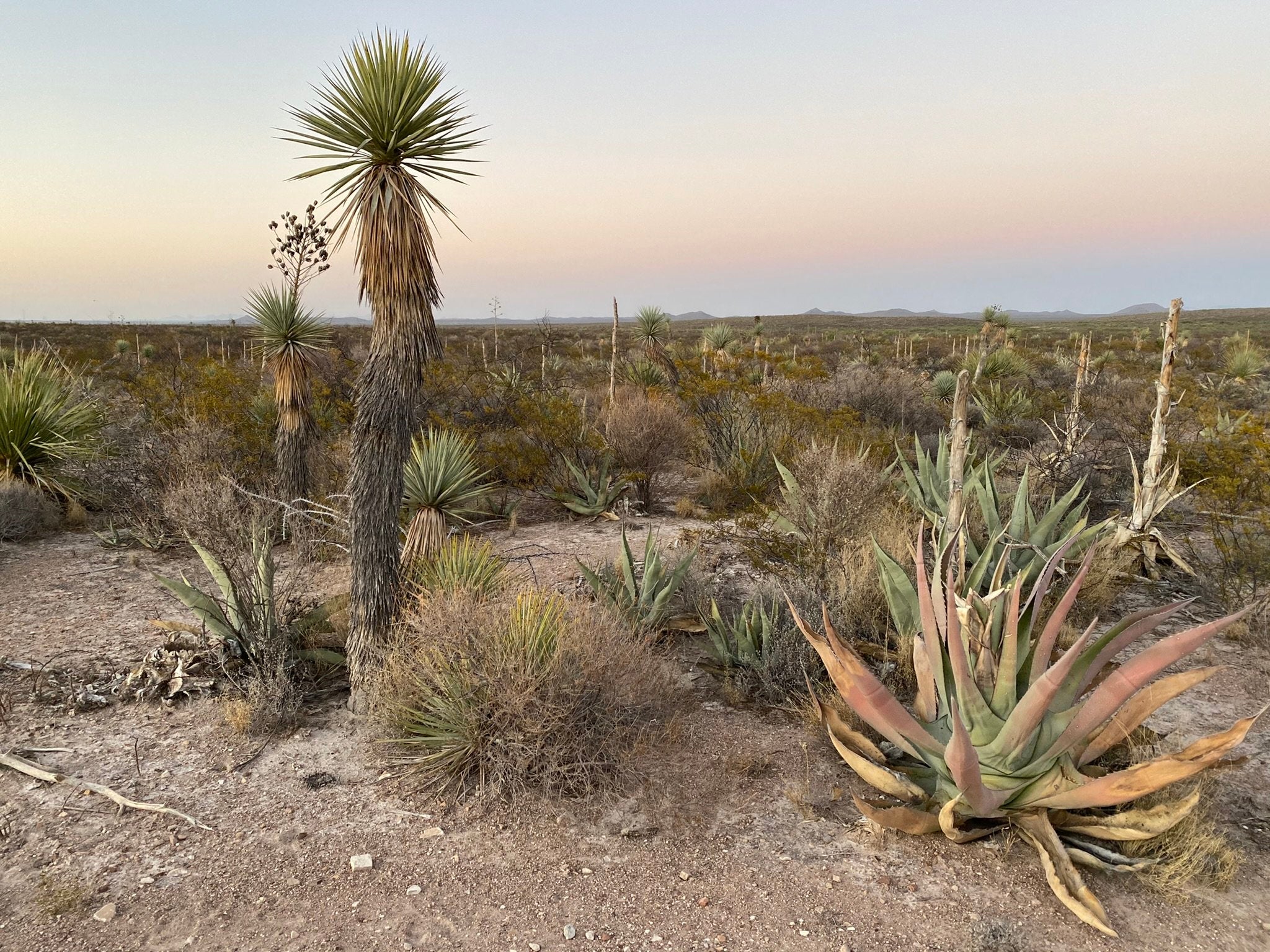 The Mexico desert filled with agave plants for mezcal