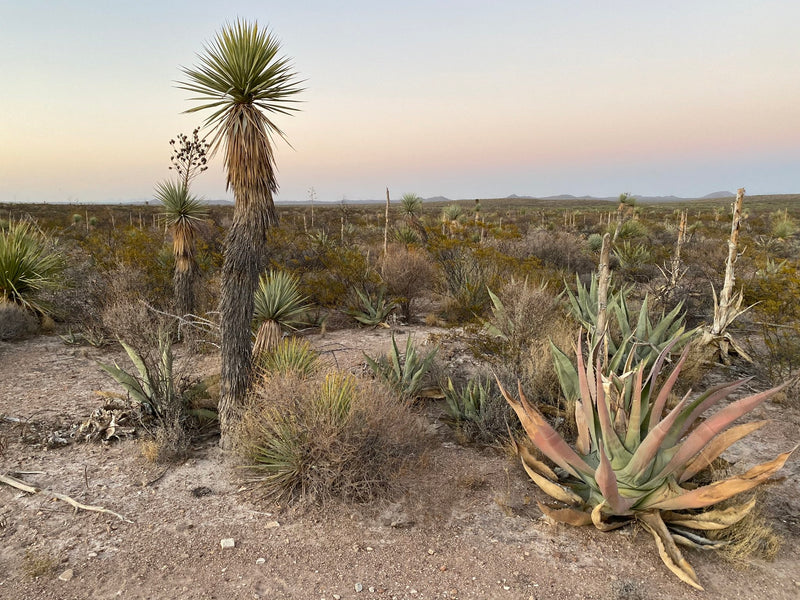 The Mexico desert filled with agave plants for mezcal