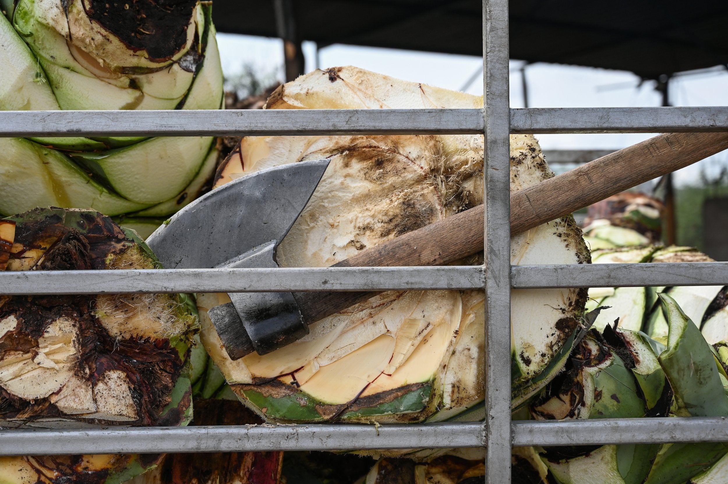 an axe and pina it is used to cut for the production of mezcal