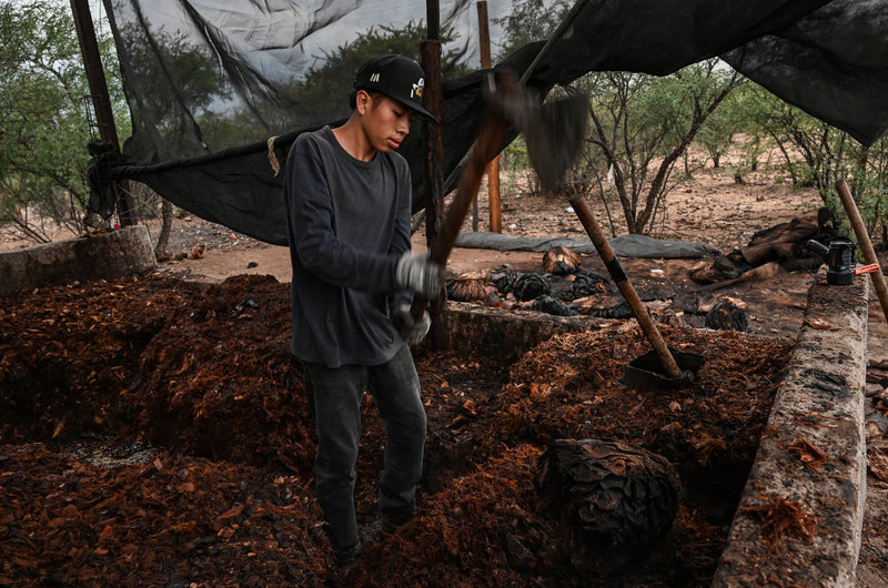 a young man with an axe cutting raw agave to make into mezcal