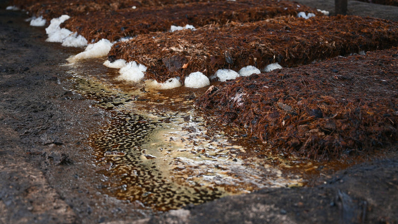 clusters of raw agave fermenting to make mezcal