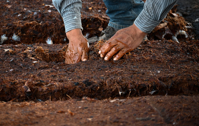 a man checking the agave ferment by hand to know when it is ready for mezcal production