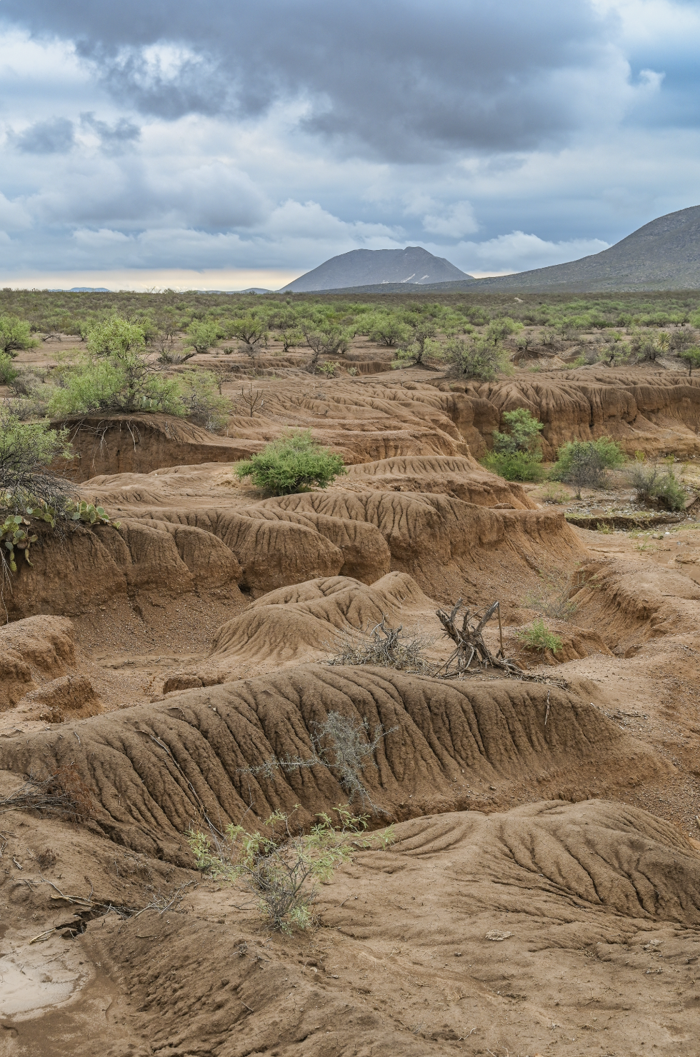 the Mexican desert and a mountain range in the background