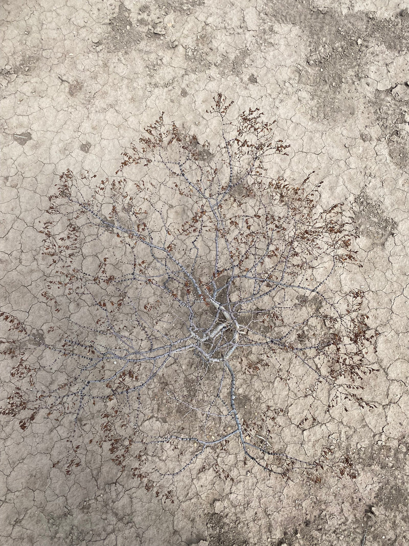 a single tree still standing in the Mexican desert