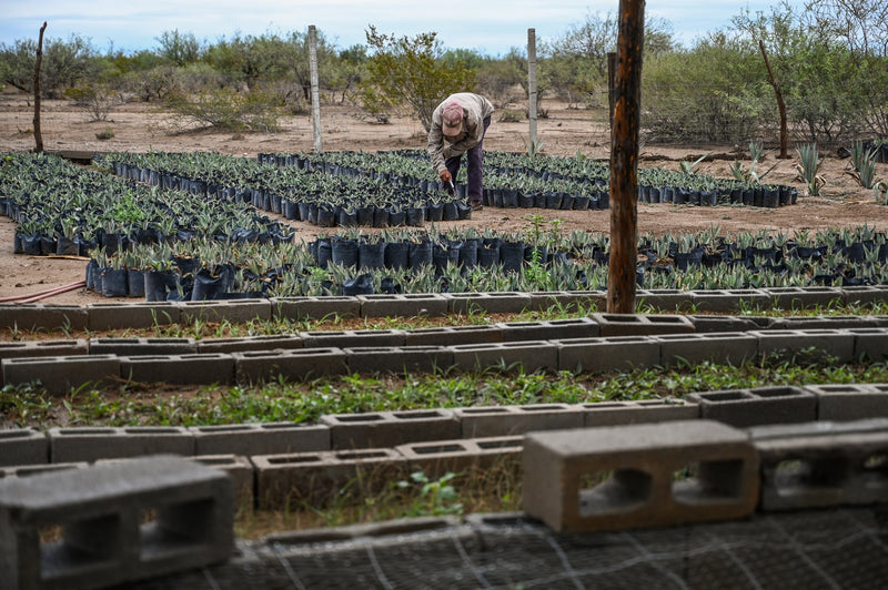 A farm growing young agave plants that will eventually be planted to mature for mezcal