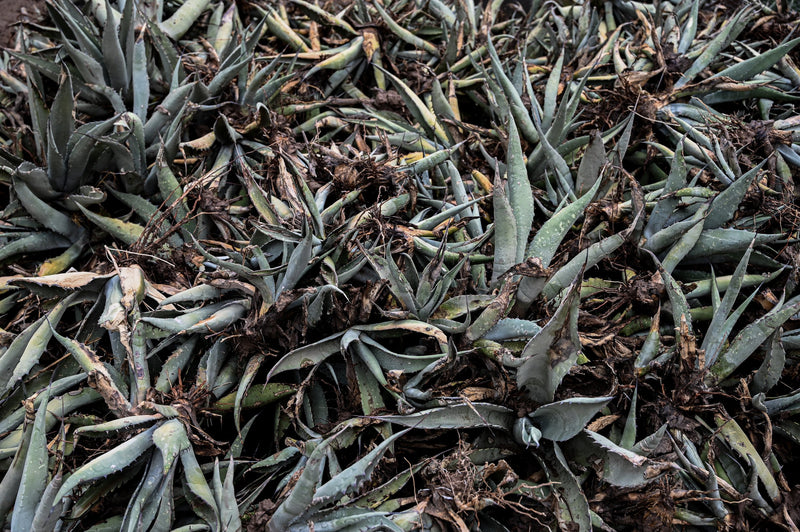 agave cut and ready for mezcal production