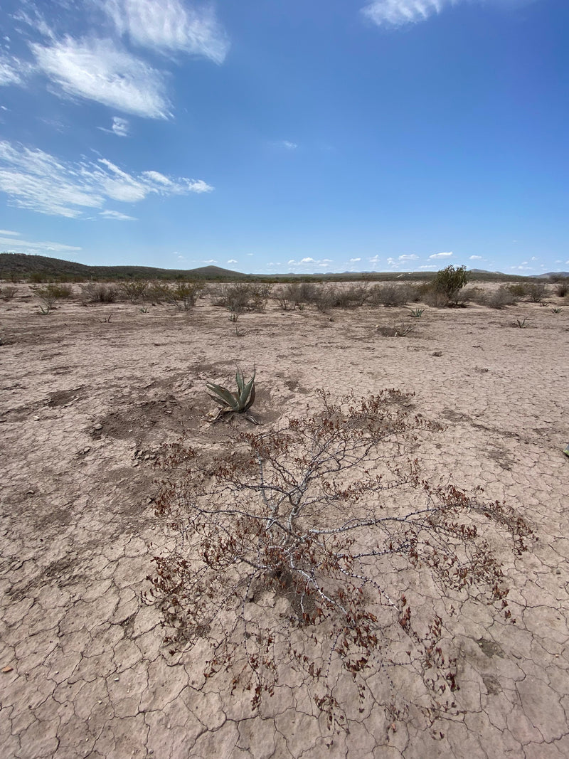 The exican desert where agave grows for making Mezcal