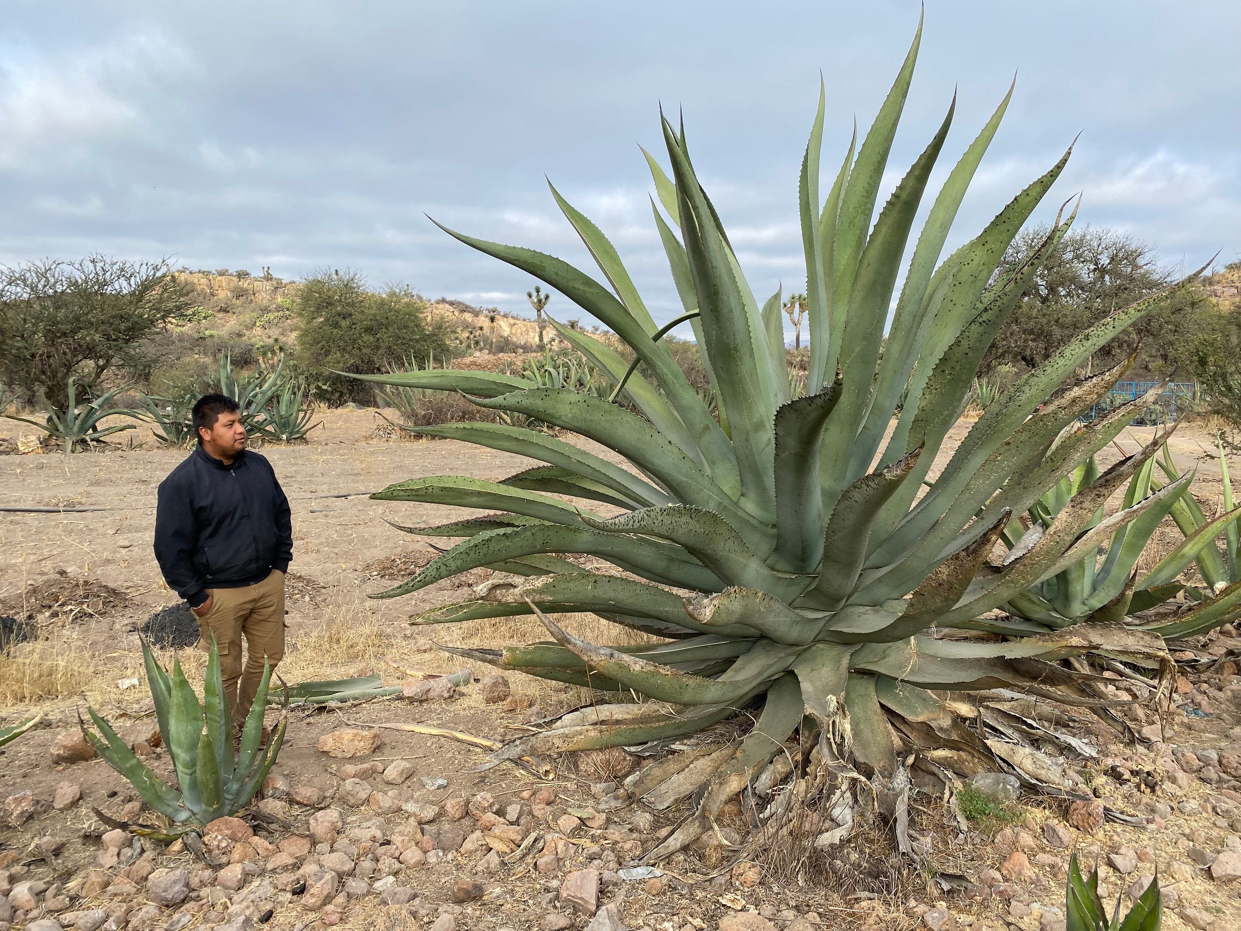 Mighty Agave Salmiana used for mezcal