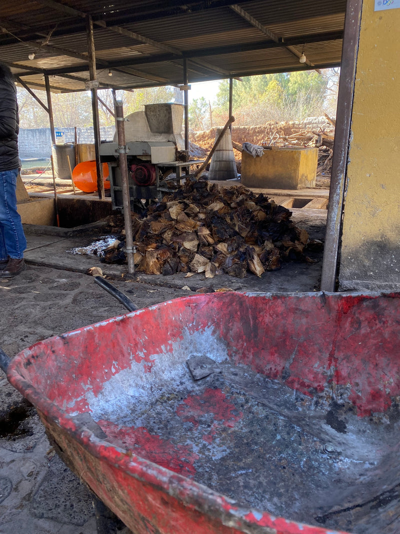 Roasted agave waiting to be axed for mezcal