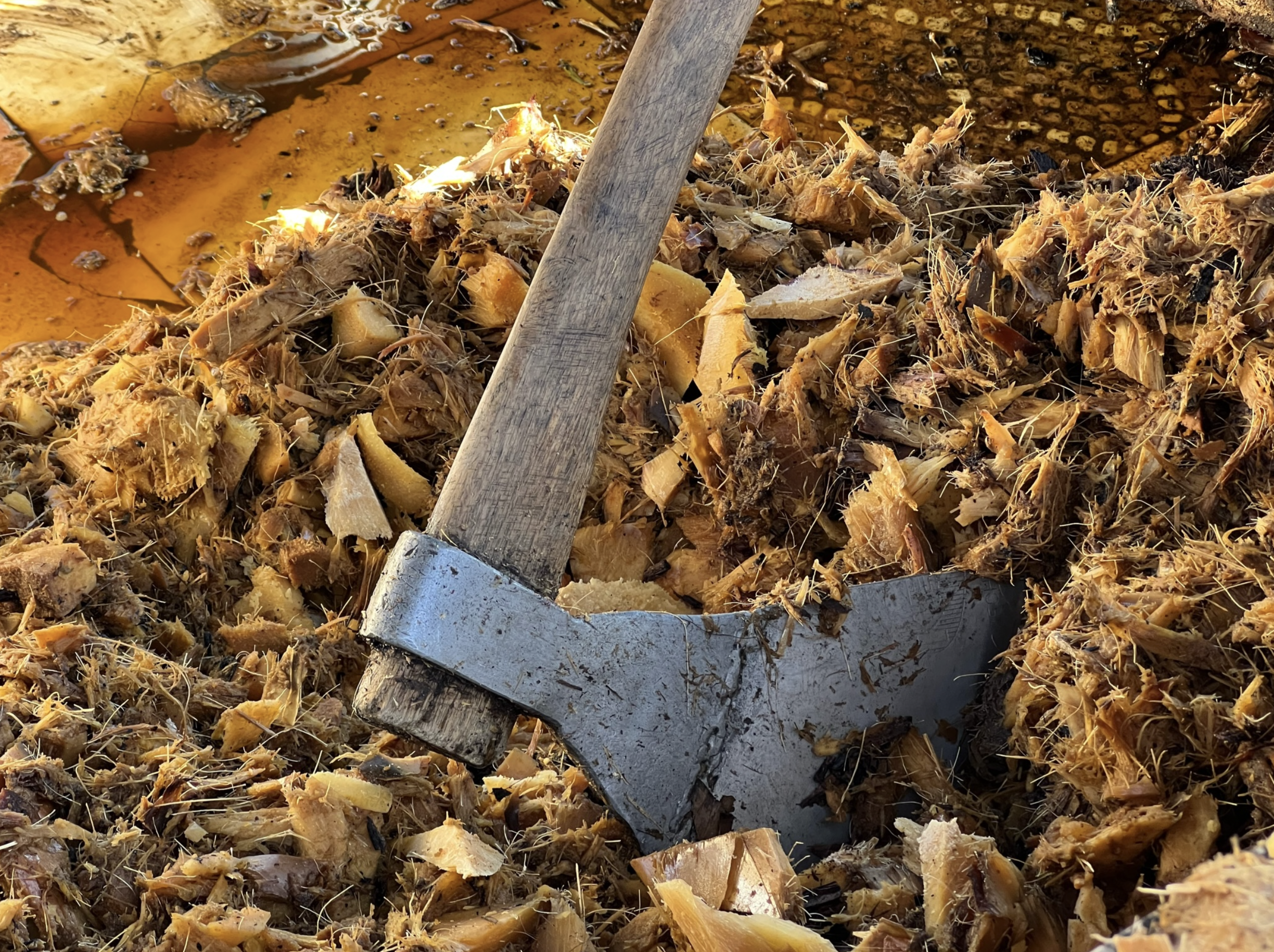 an axe laying in agave for mezcal production