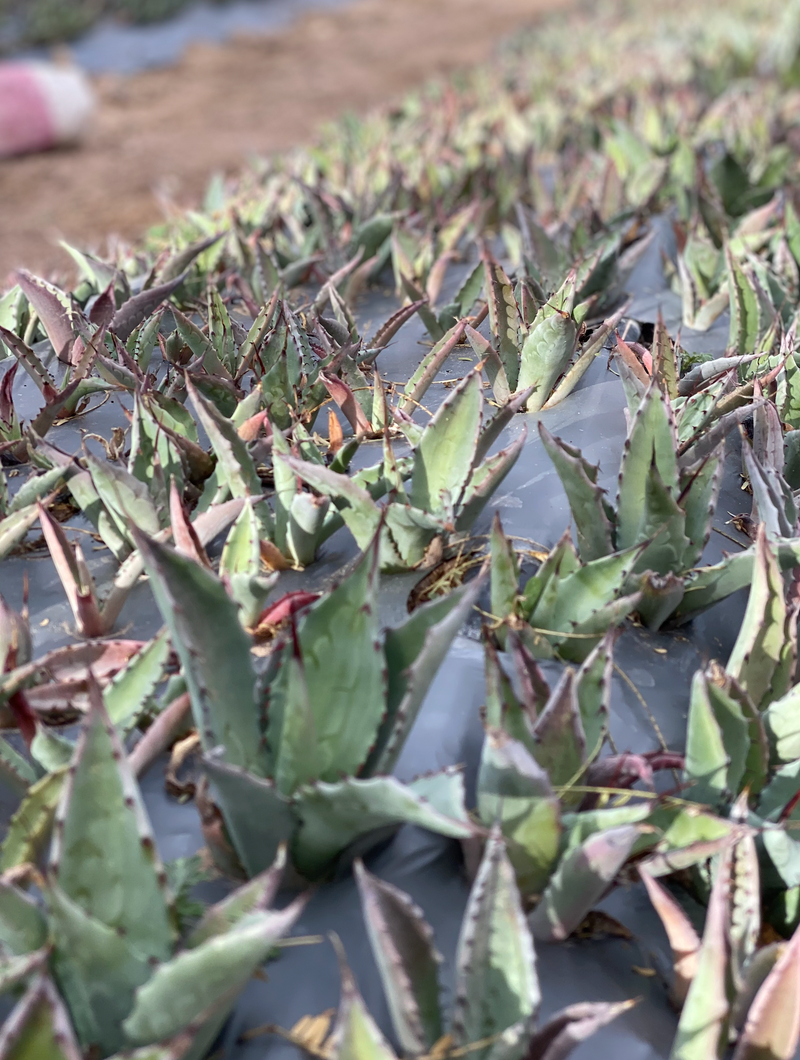 Baby Cenizo in the agave nursery o make mezcal