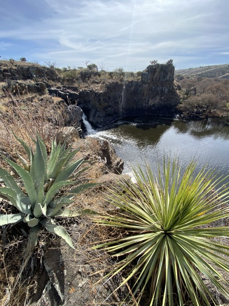 Agave growing by a waterfall ready to be harvested for mezcal