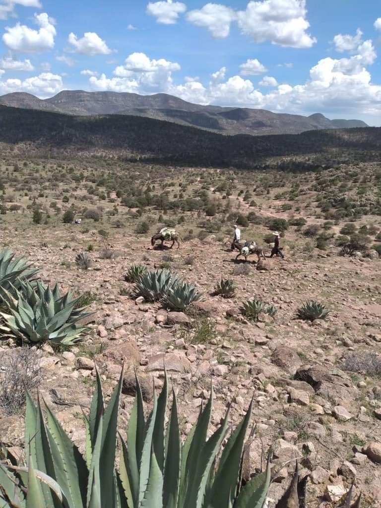 A field full of agave harvested for mezcal, donkeys and hills in Mexico
