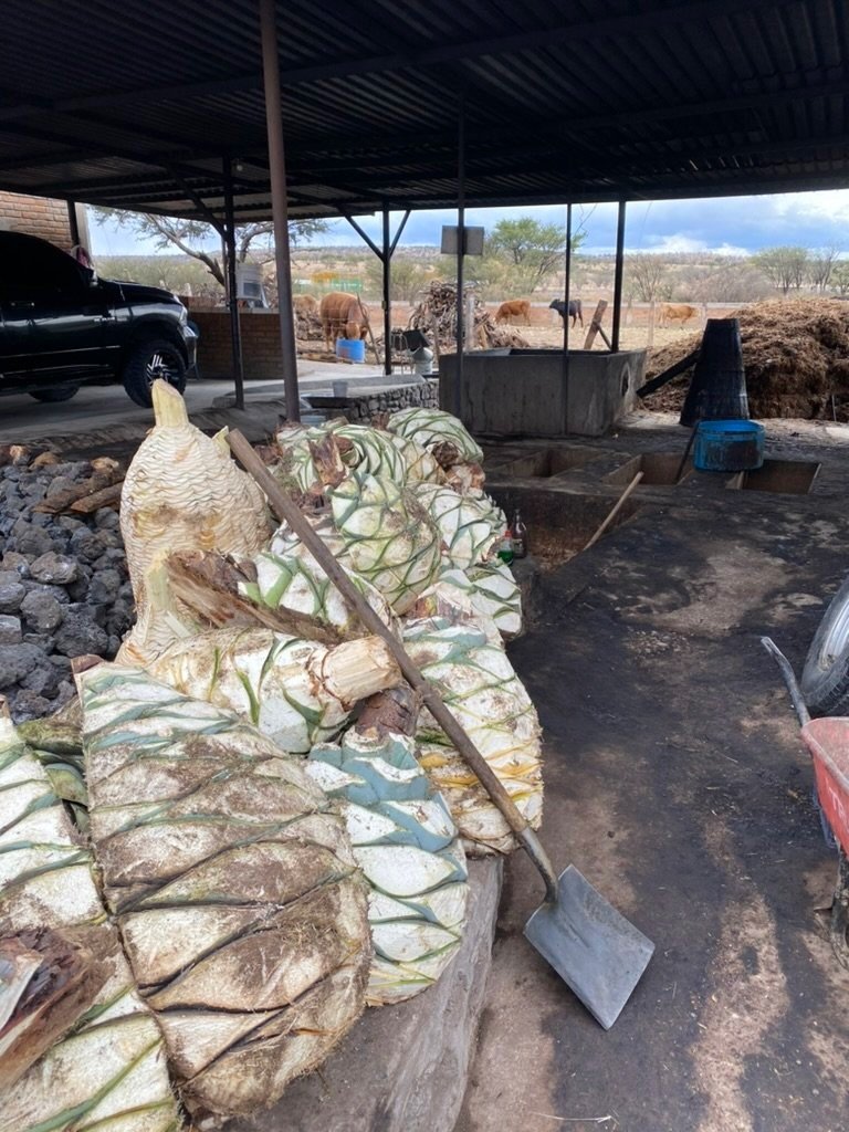 stacked pinas waiting to be cooked to make mezcal
