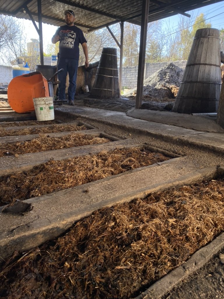 Agave fermenting to make mezcal