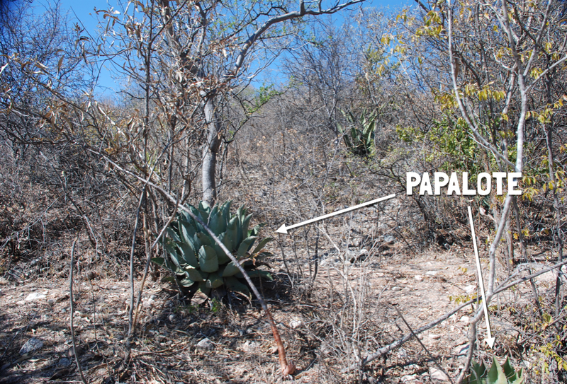 A wild Papalote growing in the Mexico desert