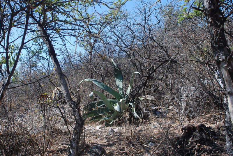 A wild agave growing in the Mexico desert