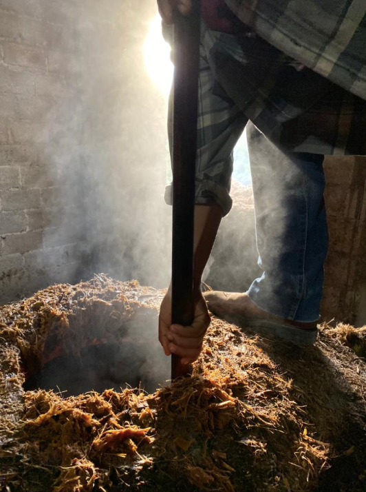 a man adding crushed Pina's into an oven for mezcal production