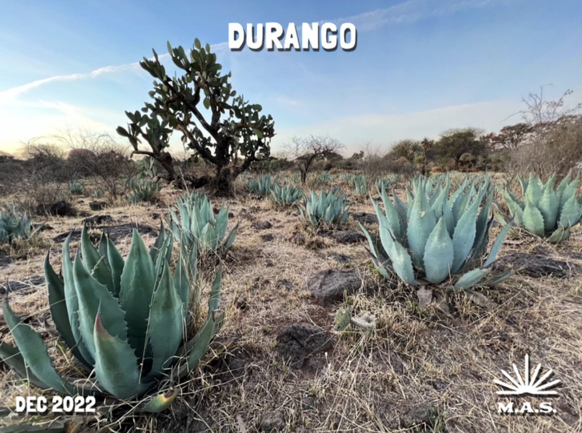 Agave in a field used as a poster for the December 2022 edition of the Mezcal Appreciation Society 