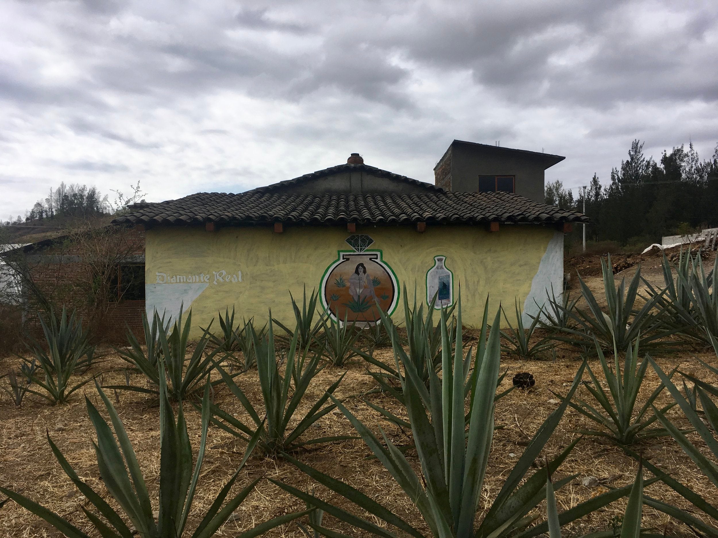 The co-operative palenque in Chichicapam