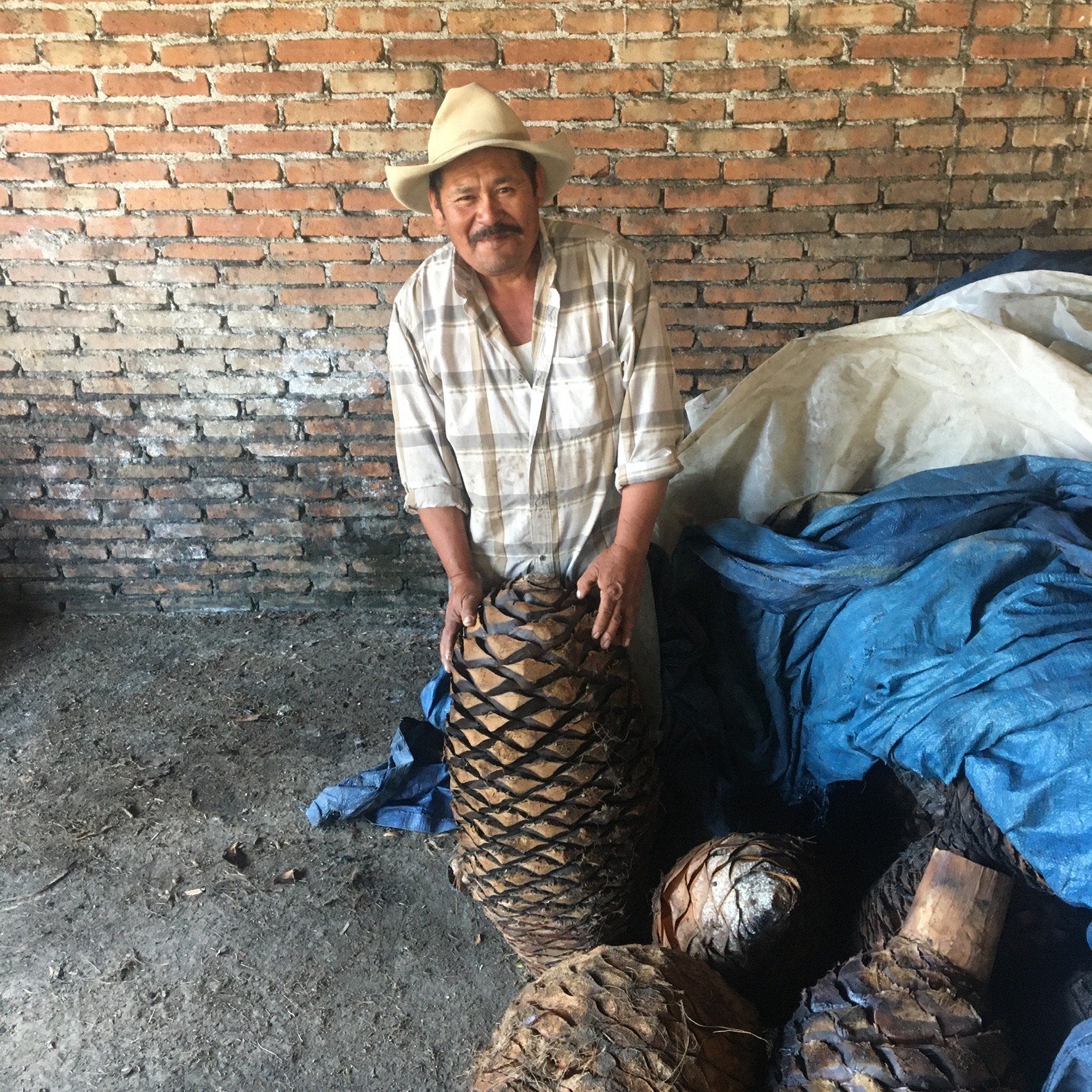 Fortunato showing us a roasted agave Barril 