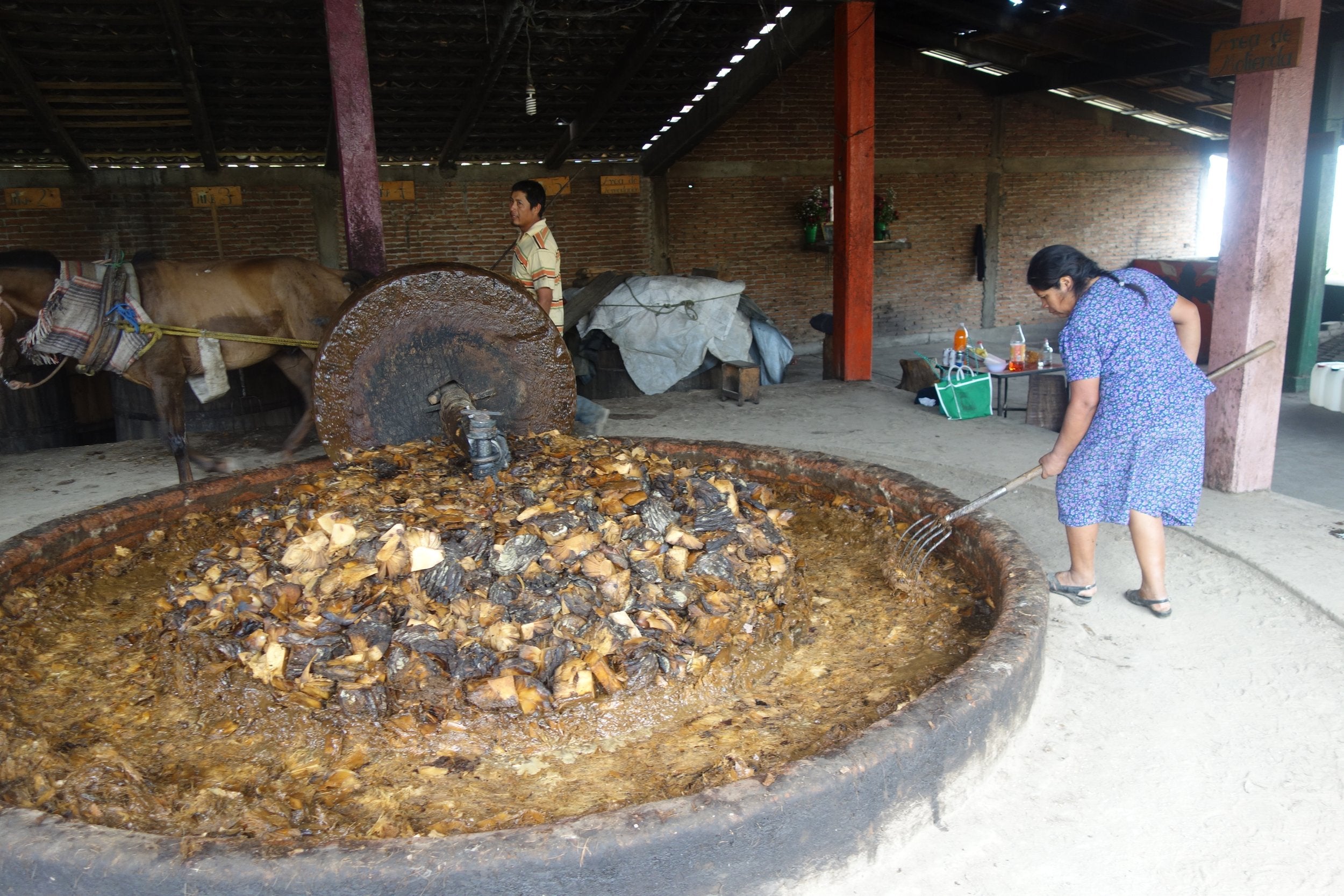 Victoria overseeing the mill at the co-op palenque
