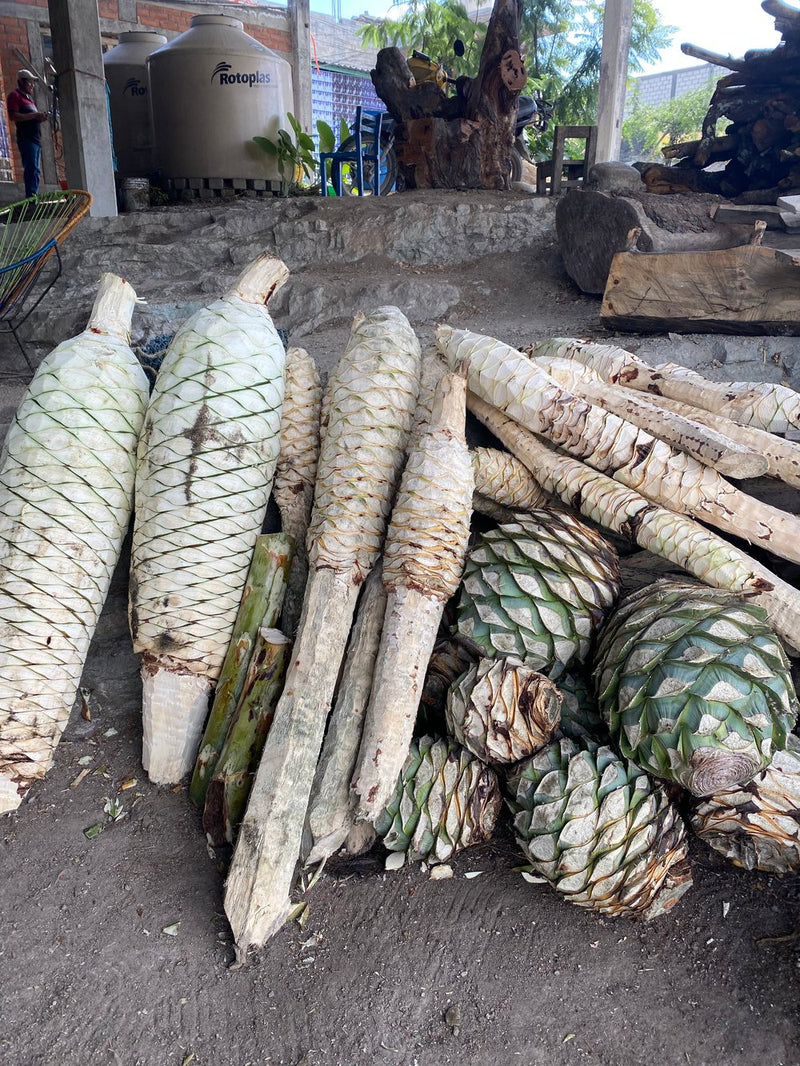 different agave including: Tobala (A.Potatorum), Coyote (A.Americana), Espadín (A.Angustifolia), Cuishe (A.Karwinski), Barril (A.Karwinski), Tepextate (A.Marmorata).