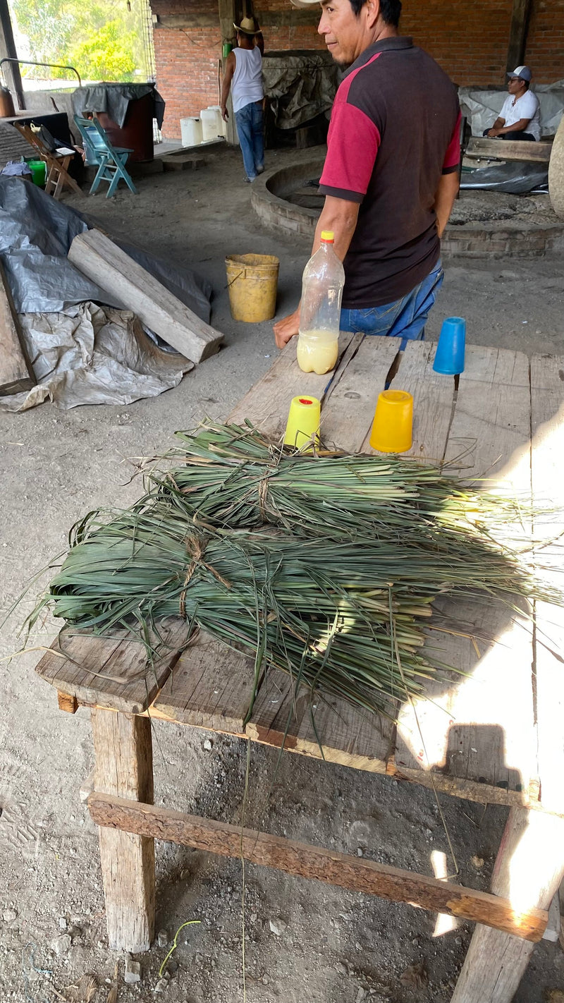 bushels of fresh-cut té limón (lemmongrass)