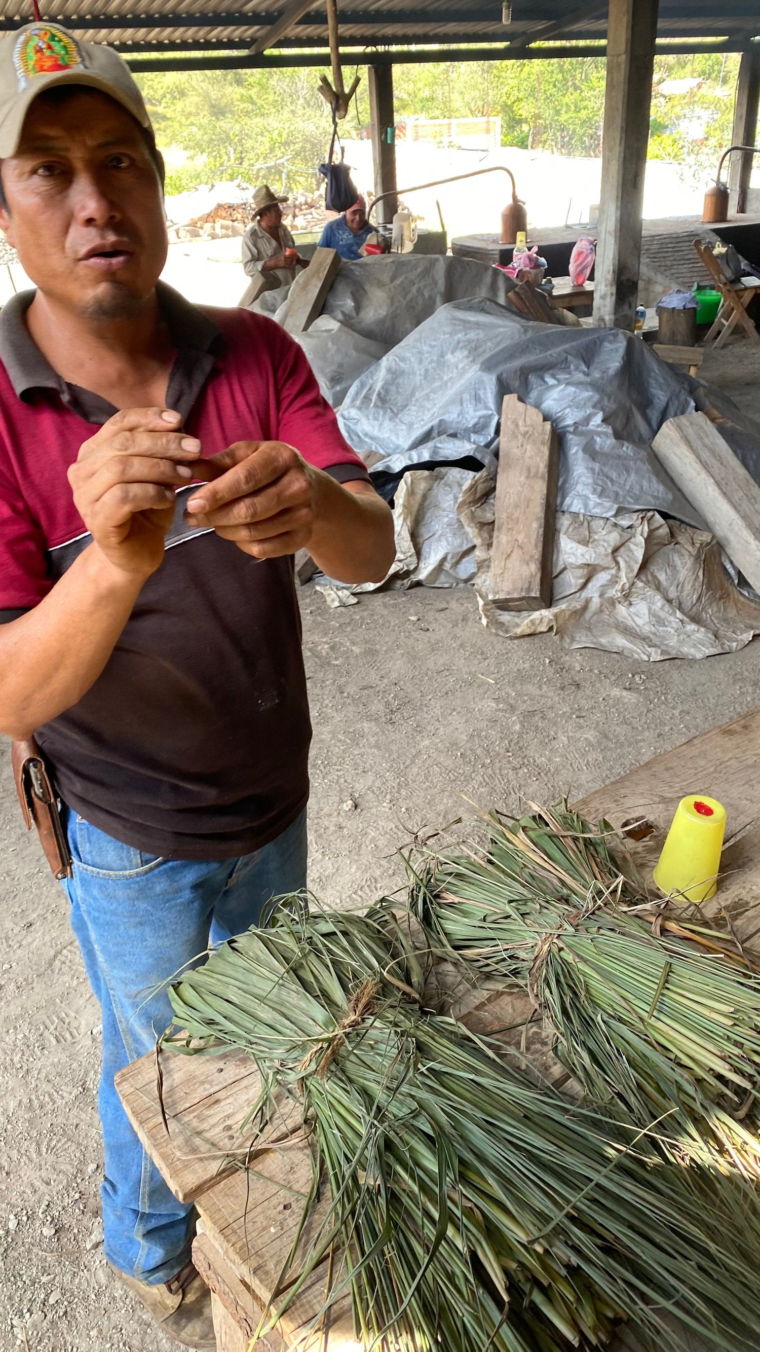 bushels of fresh-cut té limón (lemmongrass) to the second distillation.
