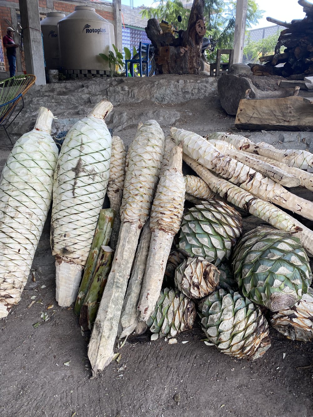 different varieties of Agave plants ready to be cooked to make mezcal