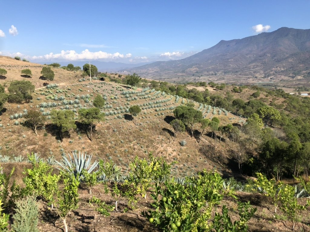 rows of agave for the Tobala - Santa Inés Sola Batch: FV-01 Mezcal exclusive to Sin Gusano