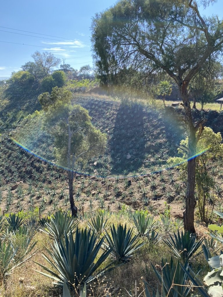 hillside land of the Tobala - Santa Inés Sola Batch: FV-01 Mezcal exclusive to Sin Gusano